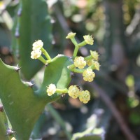 Euphorbia antiquorum L.